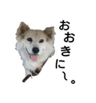 雑種犬タロー追加。（個別スタンプ：27）