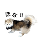 雑種犬タロー追加。（個別スタンプ：28）