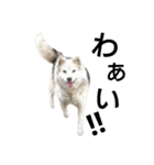 雑種犬タロー追加。（個別スタンプ：29）