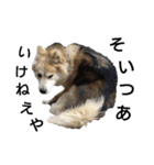 雑種犬タロー追加。（個別スタンプ：30）