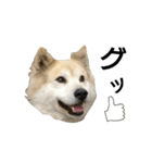 雑種犬タロー追加。（個別スタンプ：31）