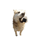 雑種犬タロー追加。（個別スタンプ：34）
