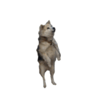 雑種犬タロー追加。（個別スタンプ：35）