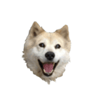 雑種犬タロー追加。（個別スタンプ：36）