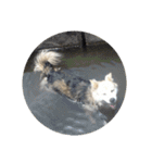 雑種犬タロー追加。（個別スタンプ：37）