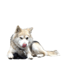 雑種犬タロー追加。（個別スタンプ：38）
