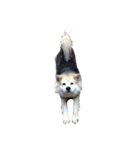 雑種犬タロー追加。（個別スタンプ：39）
