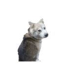 雑種犬タロー追加。（個別スタンプ：40）