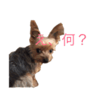 ヨーキー ペレたん（個別スタンプ：4）