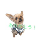ヨーキー ペレたん（個別スタンプ：5）