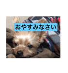 ヨーキー ペレたん（個別スタンプ：13）