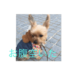 ヨーキー ペレたん（個別スタンプ：14）
