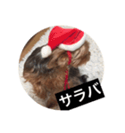 ヨーキー ペレたん（個別スタンプ：24）