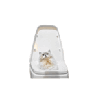 Persian Cat "kaao nieow"(III)（個別スタンプ：1）