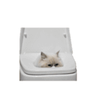 Persian Cat "kaao nieow"(III)（個別スタンプ：4）