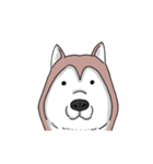 funny Husky DOG（個別スタンプ：21）