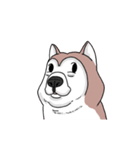 funny Husky DOG（個別スタンプ：22）