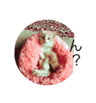 アッチ君(猫)（個別スタンプ：1）