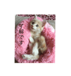 アッチ君(猫)（個別スタンプ：2）