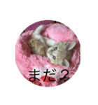 アッチ君(猫)（個別スタンプ：4）