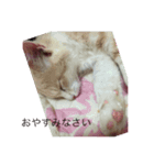 アッチ君(猫)（個別スタンプ：6）