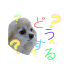 うちのちっちゃいの（個別スタンプ：4）