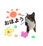 うちのちっちゃいの（個別スタンプ：5）