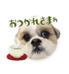 【シーズー犬】の日常会話パート1（個別スタンプ：1）