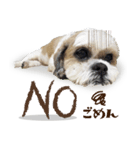 【シーズー犬】の日常会話パート1（個別スタンプ：2）