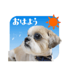 【シーズー犬】の日常会話パート1（個別スタンプ：4）