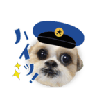 【シーズー犬】の日常会話パート1（個別スタンプ：5）