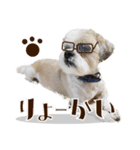 【シーズー犬】の日常会話パート1（個別スタンプ：6）