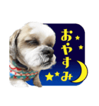 【シーズー犬】の日常会話パート1（個別スタンプ：7）