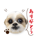 【シーズー犬】の日常会話パート1（個別スタンプ：8）
