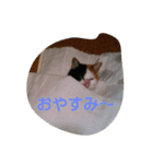 cat teacher.（個別スタンプ：1）