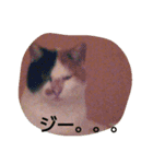 cat teacher.（個別スタンプ：4）