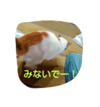 cat teacher.（個別スタンプ：8）