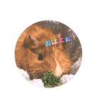 クッキー君の日常(モルモット)あおぴー（個別スタンプ：1）
