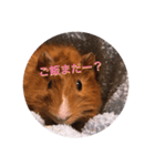クッキー君の日常(モルモット)あおぴー（個別スタンプ：3）