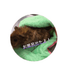 クッキー君の日常(モルモット)あおぴー（個別スタンプ：8）