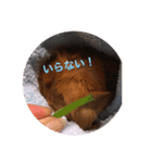 クッキー君の日常(モルモット)あおぴー（個別スタンプ：9）