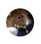 クッキー君の日常(モルモット)あおぴー（個別スタンプ：11）