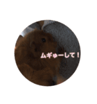 クッキー君の日常(モルモット)あおぴー（個別スタンプ：12）