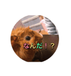クッキー君の日常(モルモット)あおぴー（個別スタンプ：13）