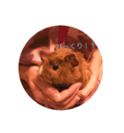 クッキー君の日常(モルモット)あおぴー（個別スタンプ：15）