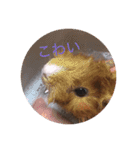 クッキー君の日常(モルモット)あおぴー（個別スタンプ：16）