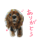 eve キャバリア（個別スタンプ：3）