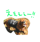 eve キャバリア（個別スタンプ：4）