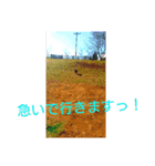 eve キャバリア（個別スタンプ：5）