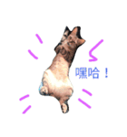 happyhaha23（個別スタンプ：1）